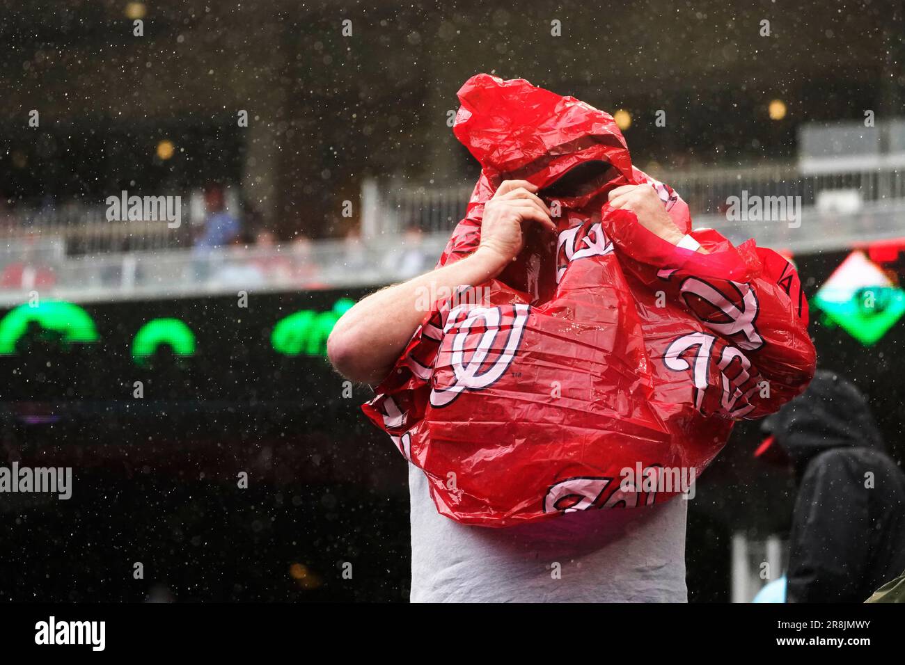 A fan puts on a poncho as rain falls during a baseball game between the St.  Louis Cardinals and the Washington Nationals at Nationals Park, Wednesday,  June 21, 2023, in Washington. (AP