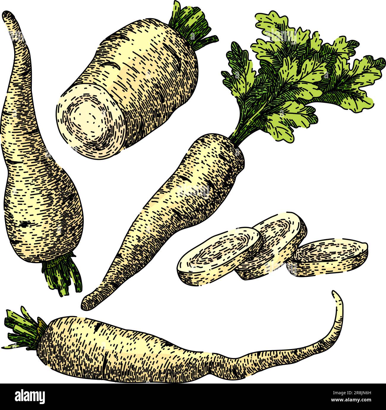 parsnip white root set sketch hand drawn vector Stock Vector Image ...