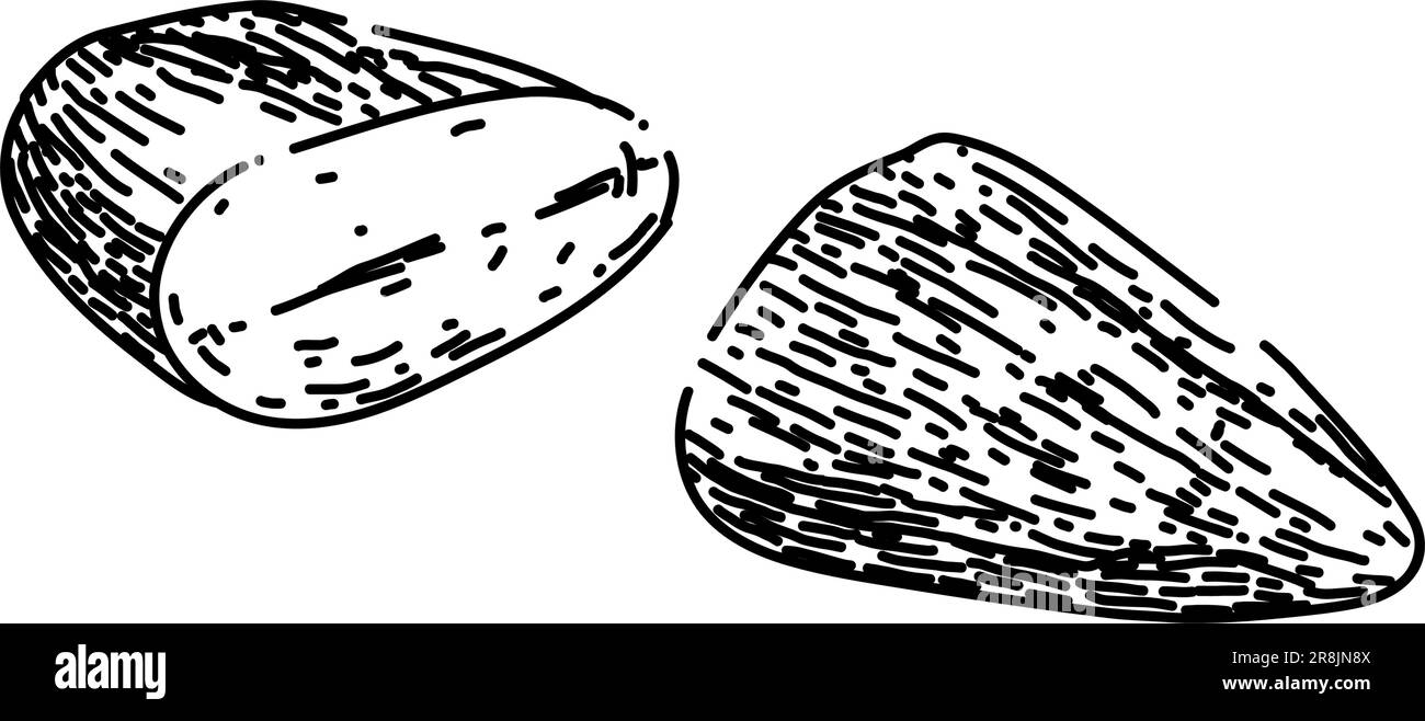 almond nut cut sketch hand drawn vector Stock Vector