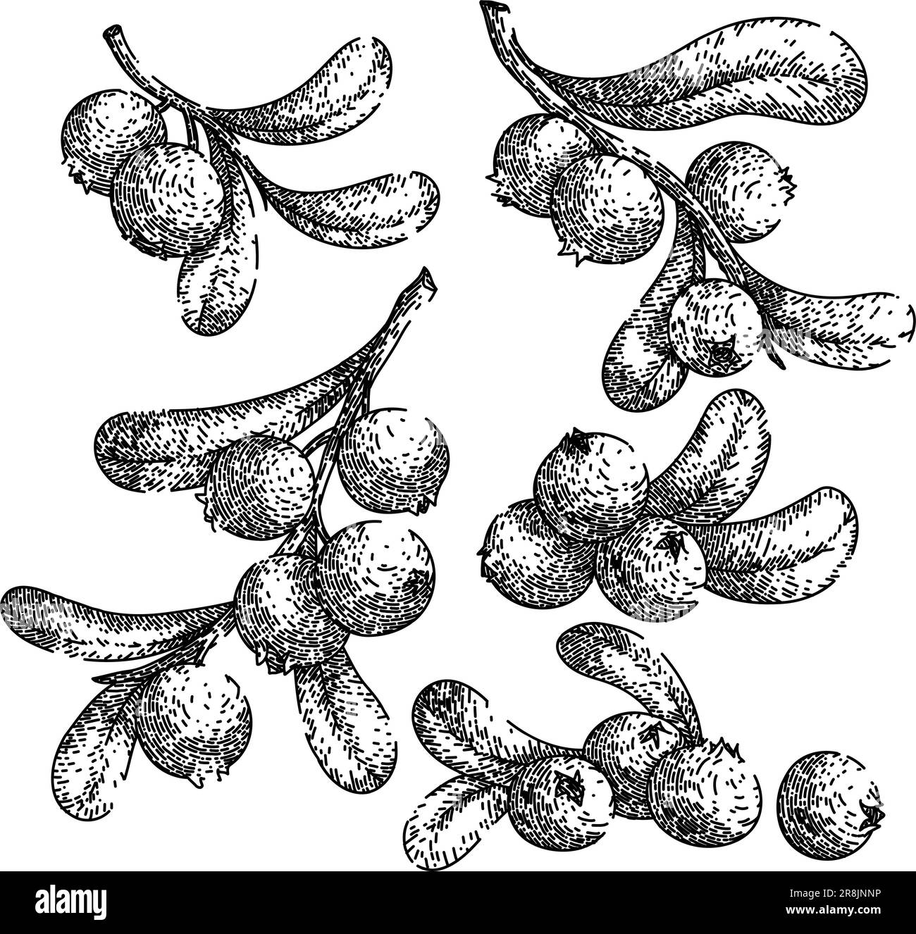 cranberry cowberry set sketch hand drawn vector Stock Vector Image