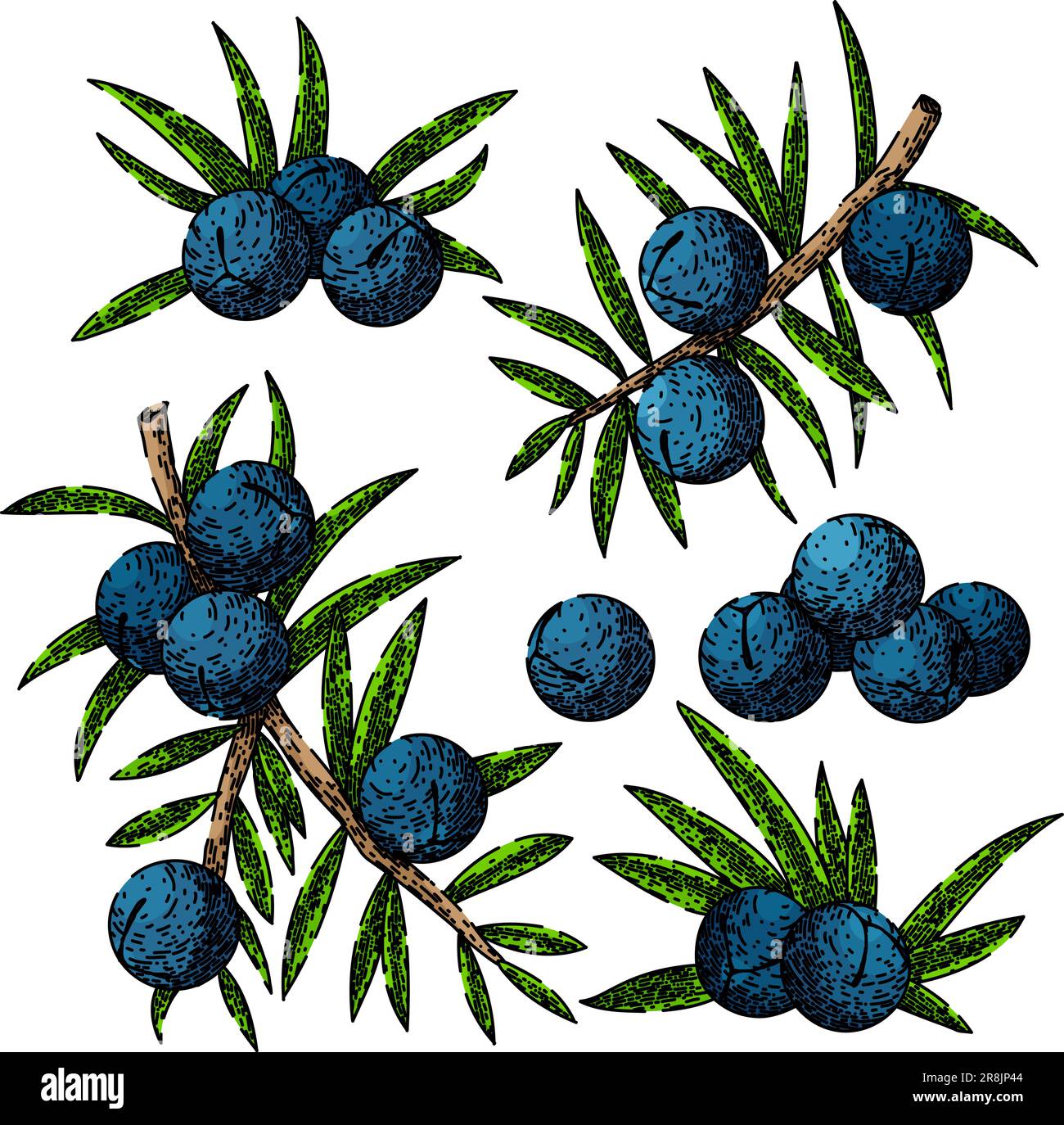 juniper berry gin set sketch hand drawn vector Stock Vector Image & Art