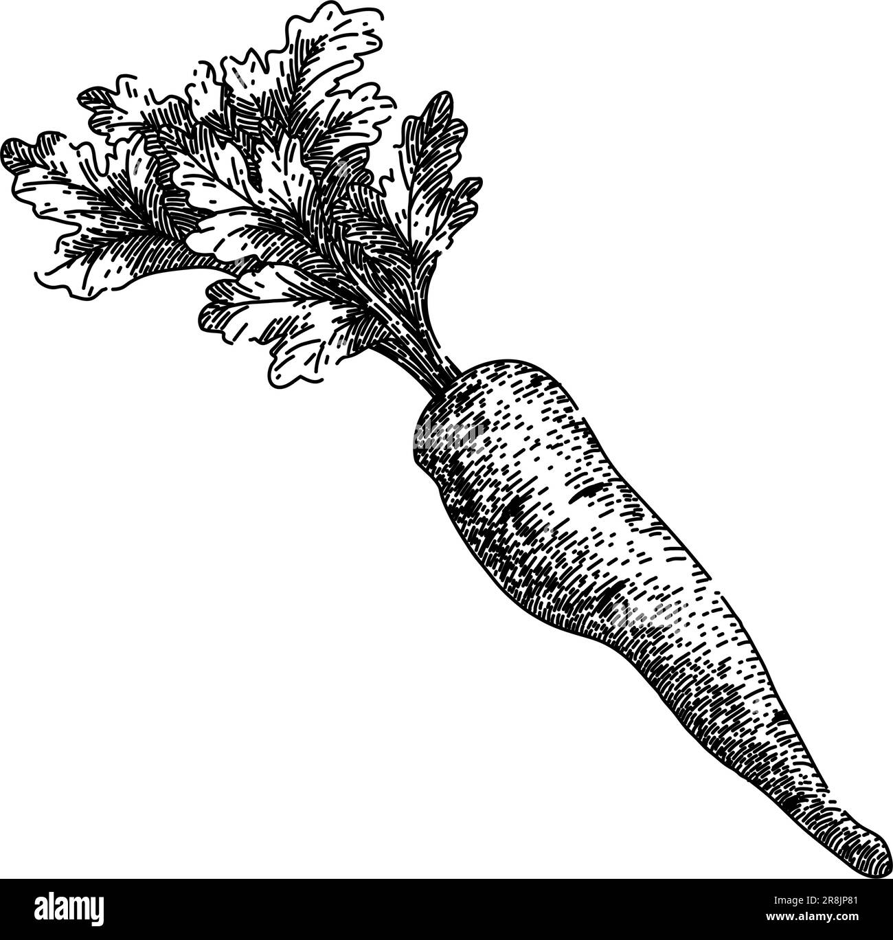 parsnip root natural sketch hand drawn vector Stock Vector Image & Art ...