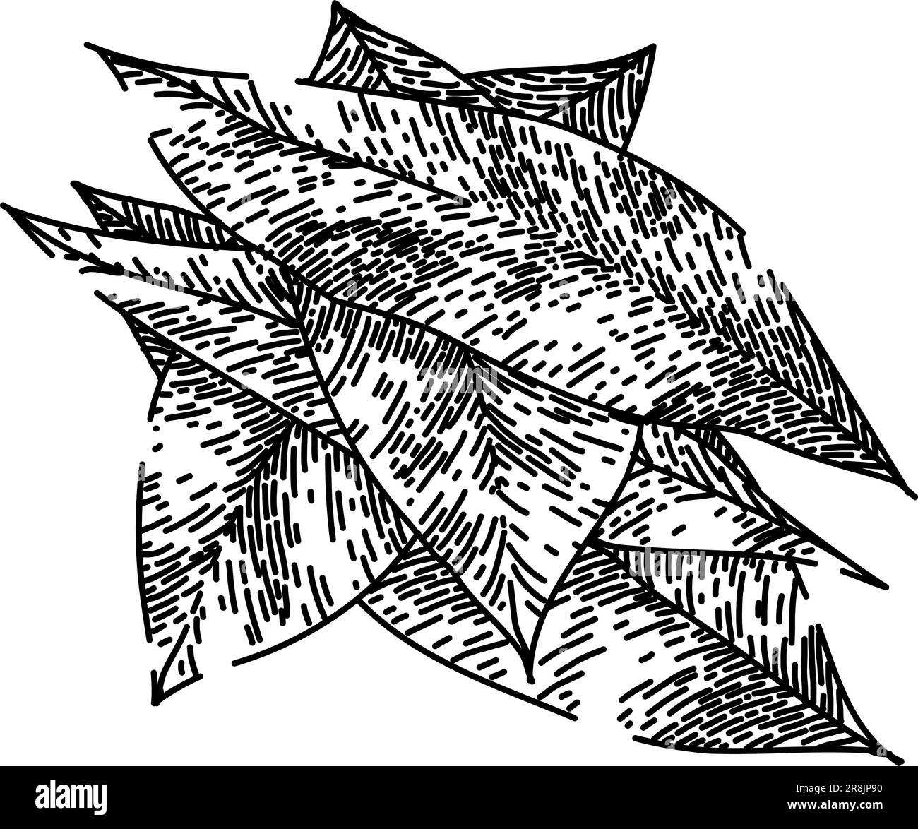 bay leaf herb green sketch hand drawn vector Stock Vector Image & Art ...