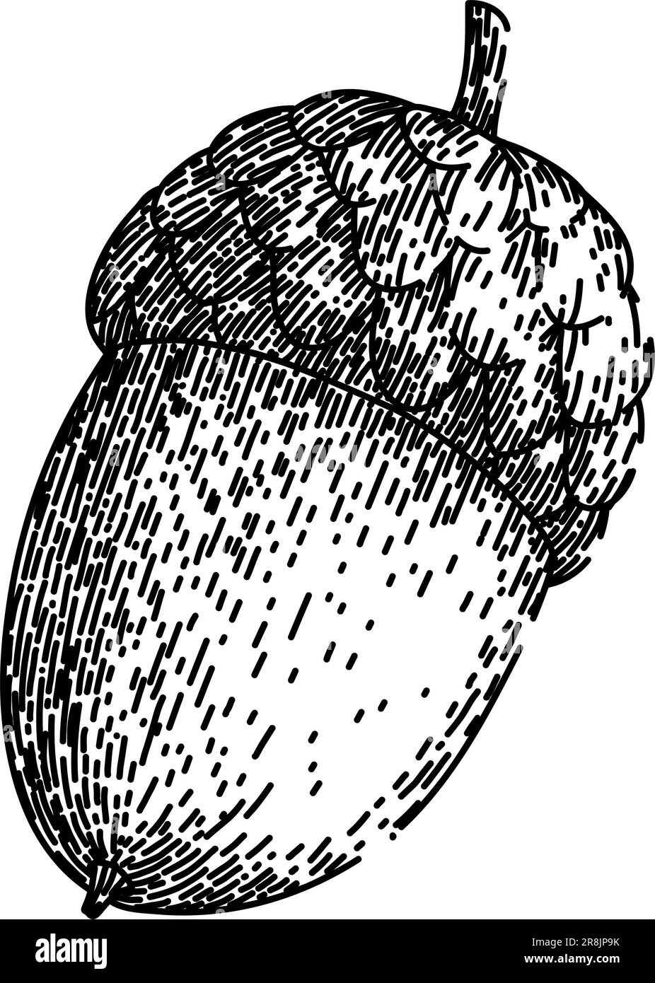 acorn nut green sketch hand drawn vector Stock Vector