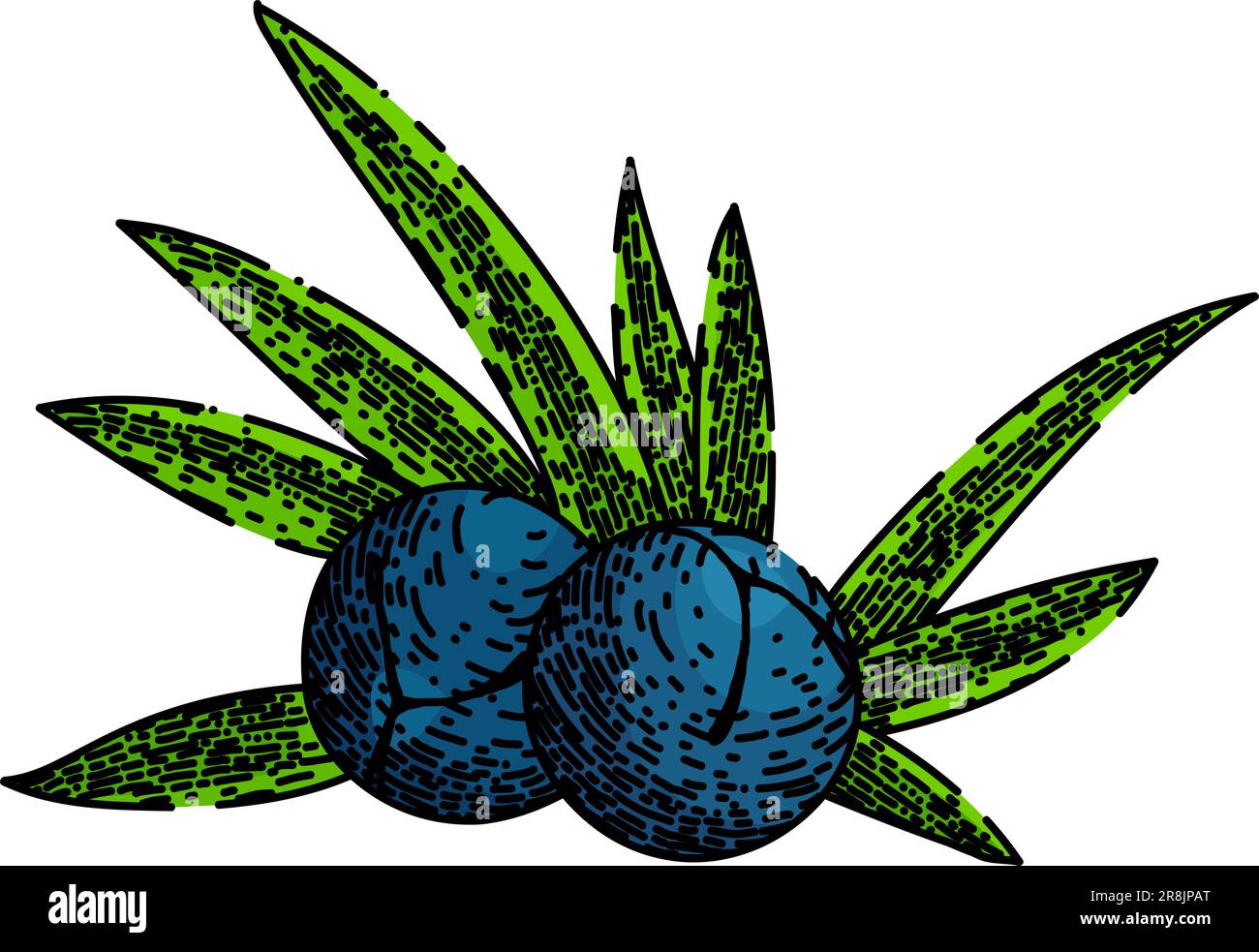 juniper berry plant sketch hand drawn vector Stock Vector Image & Art