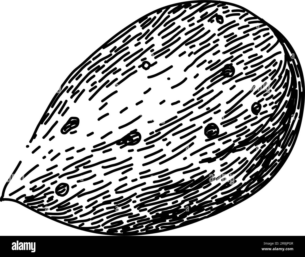 almond nut white sketch hand drawn vector Stock Vector