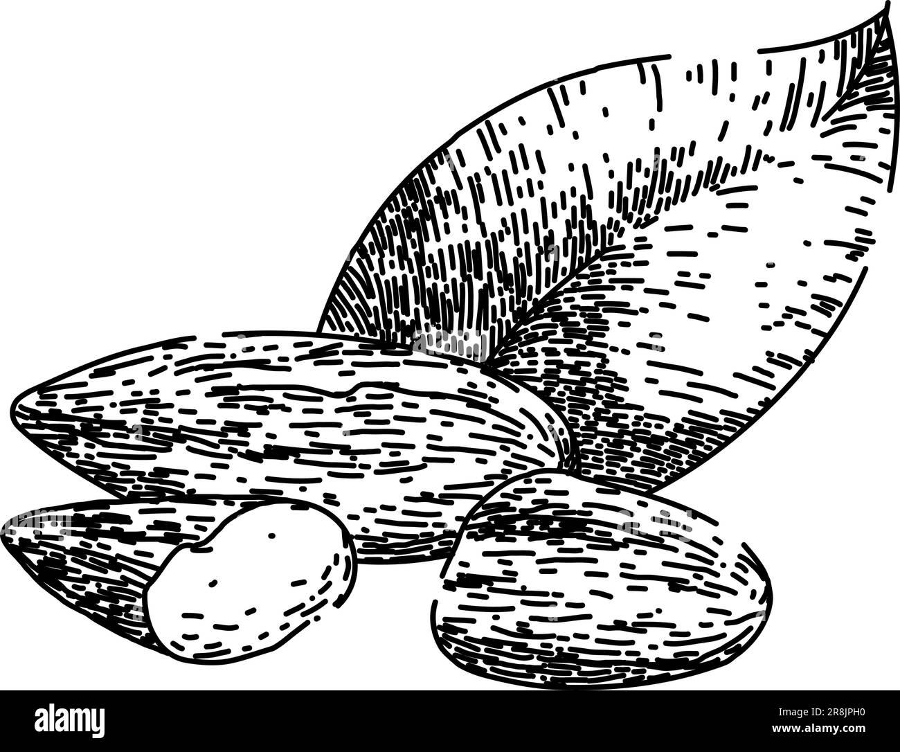 almond nut food sketch hand drawn vector Stock Vector