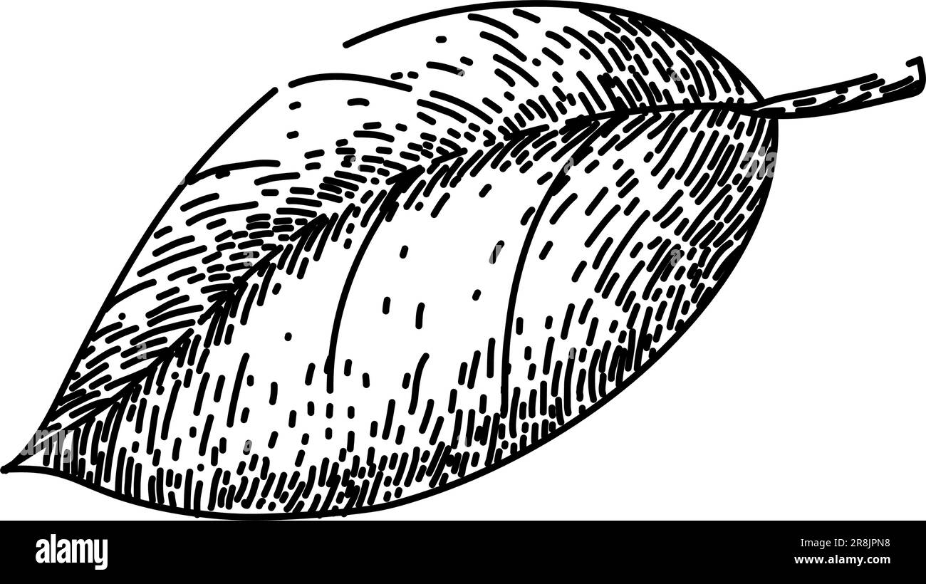 basil leaf herb food sketch hand drawn vector Stock Vector Image & Art