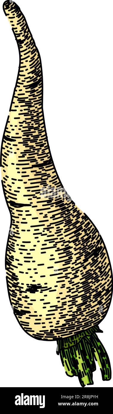 parsnip root ripe sketch hand drawn vector Stock Vector Image & Art - Alamy