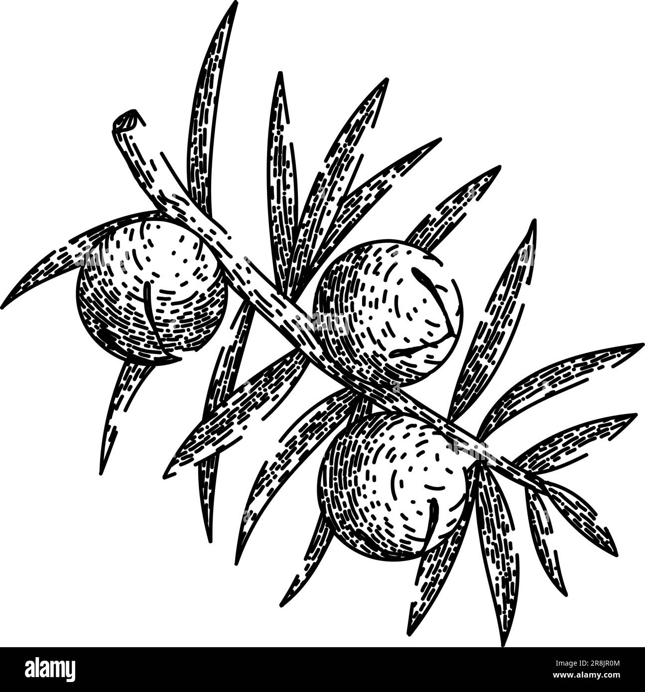 juniper berry branch hand drawn. gin illustration, vector botanical