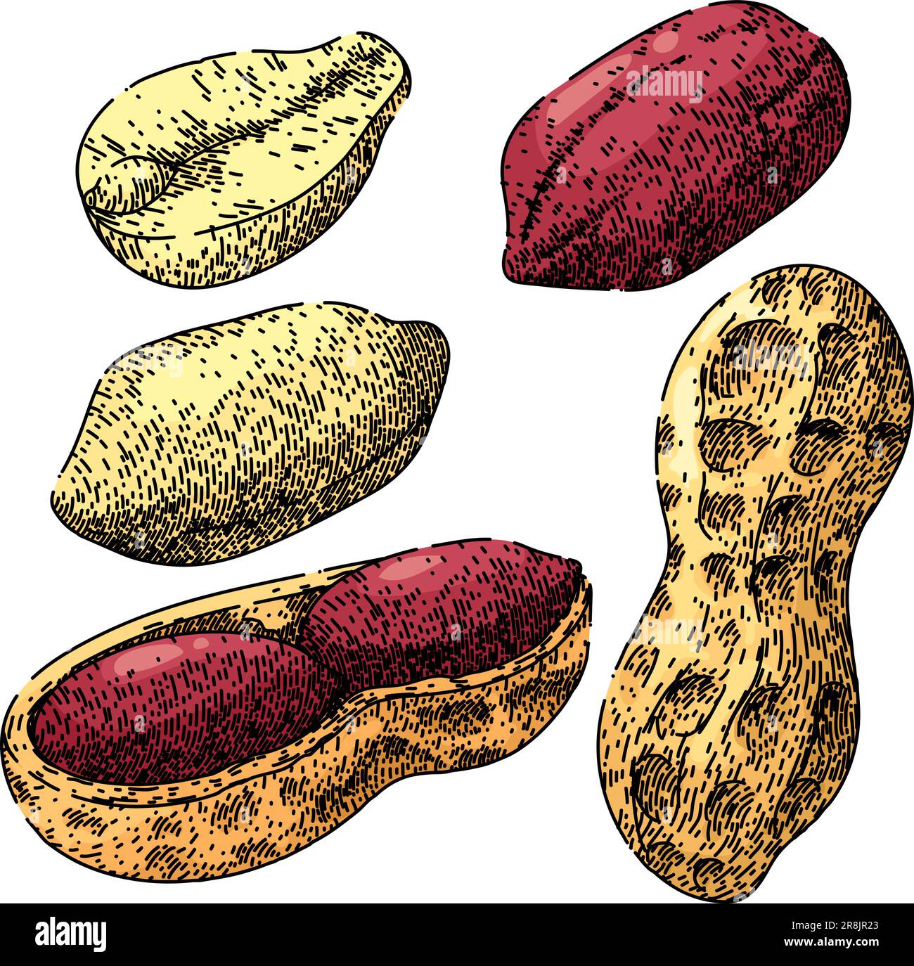 peanut nut food set sketch hand drawn vector Stock Vector Image & Art