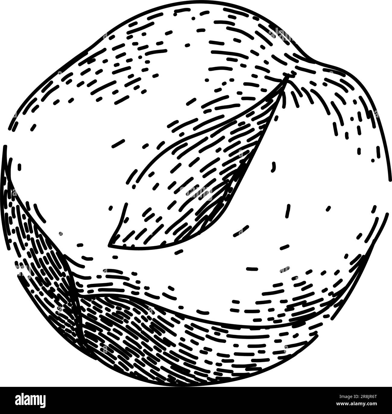 hazelnut nut natural sketch hand drawn vector Stock Vector Image & Art ...
