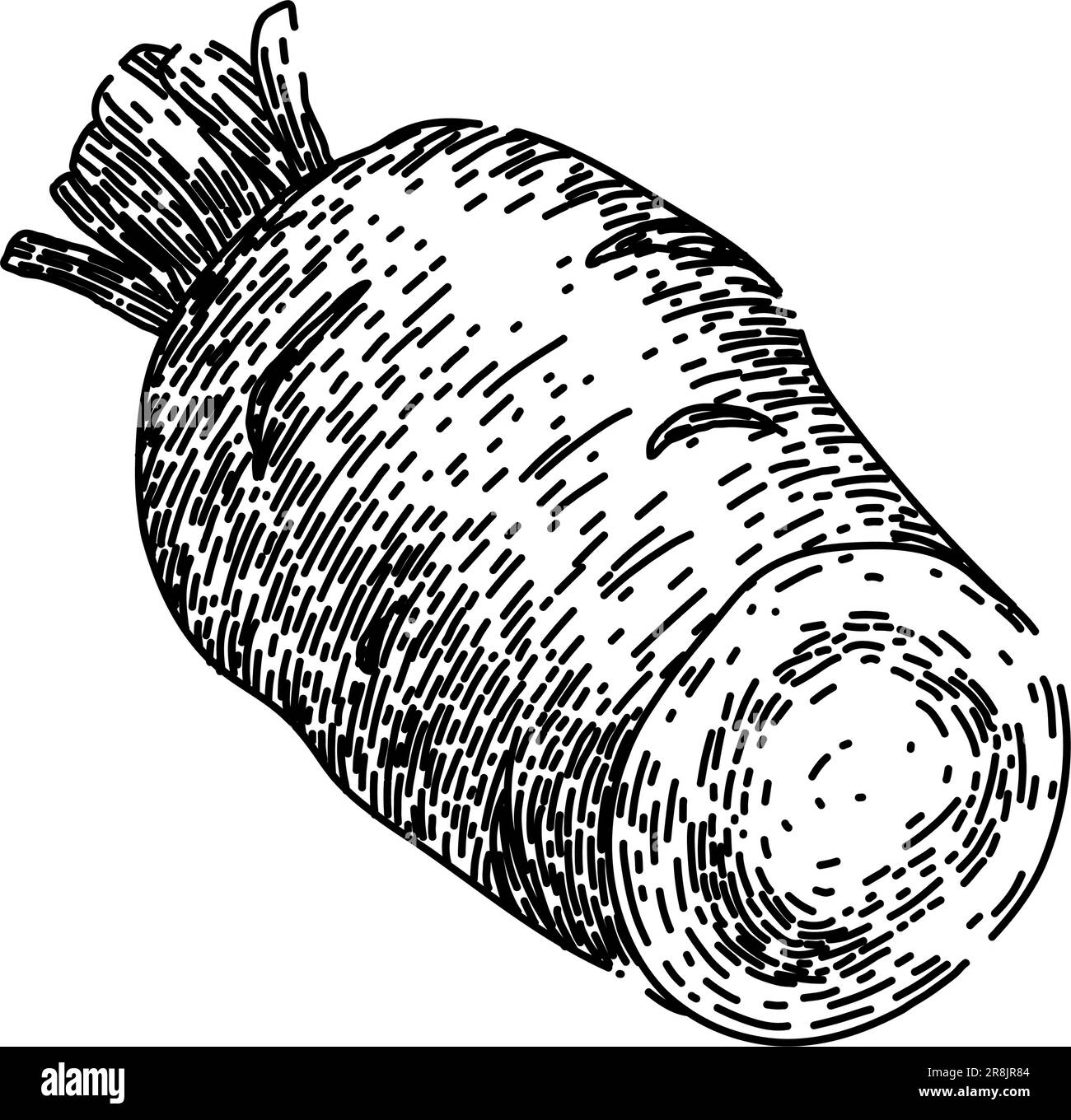 parsnip root fresh sketch hand drawn vector Stock Vector Image & Art ...