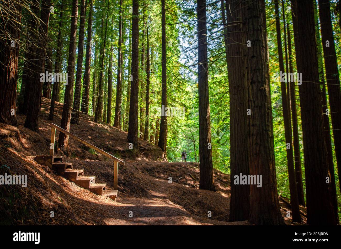 Picture of Couple Hugging from a Distance During Nature Excursion to Disconnect from the Routine and Breathe Clean Air in the Sequoia Forest. Sunlit Stock Photo