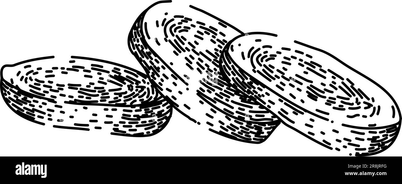 parsnip root raw sketch hand drawn vector Stock Vector Image & Art - Alamy