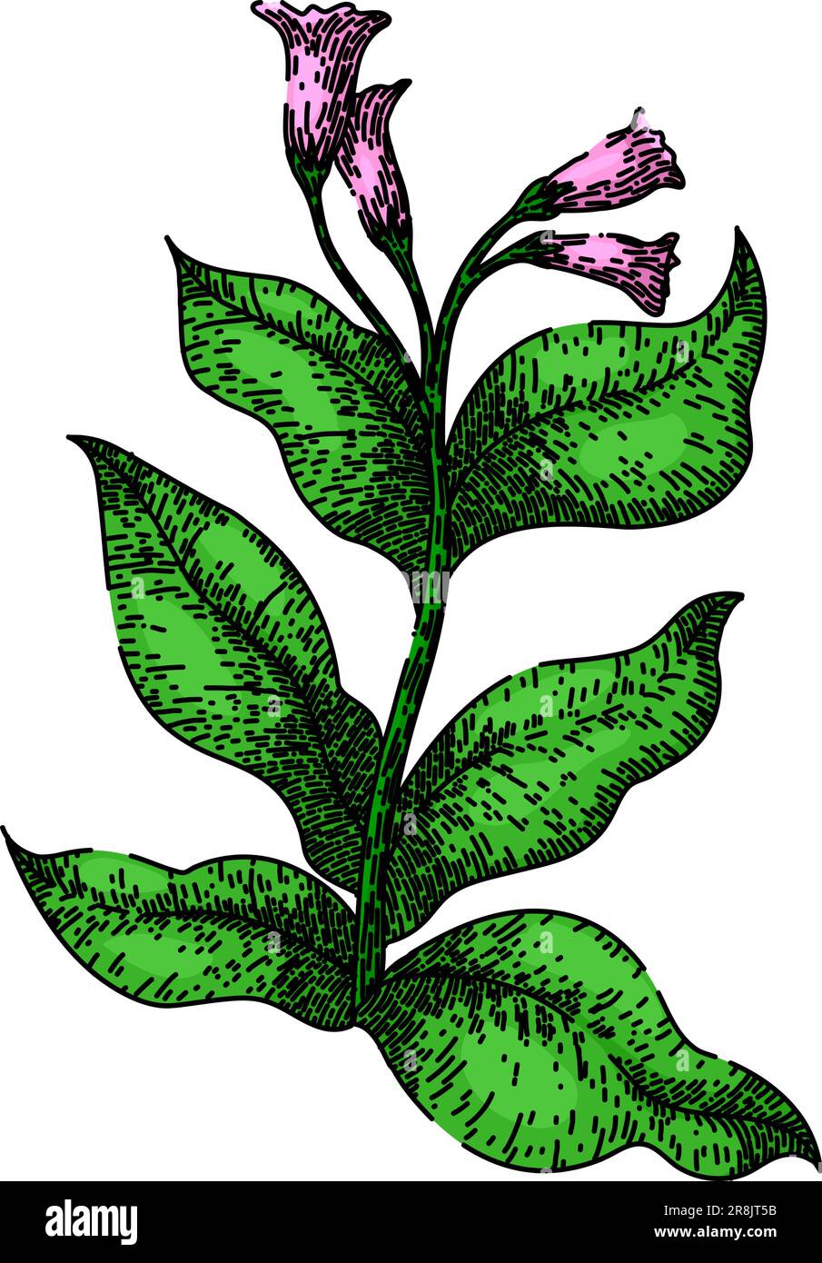 tobacco leaf drawing tobacco leaf green plant sketch hand drawn vector Stock Vector Image & Art