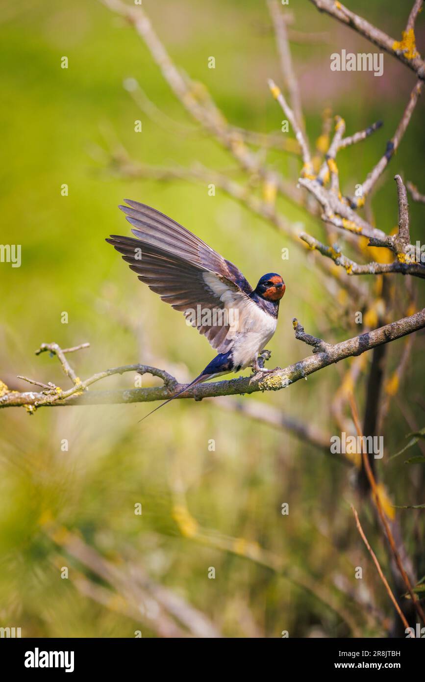 A swallow (Hirundo rustica) perching in Skomer, an island off the coast of Pembrokeshire, near Marloes in west Wales, well known for its wildlife Stock Photo