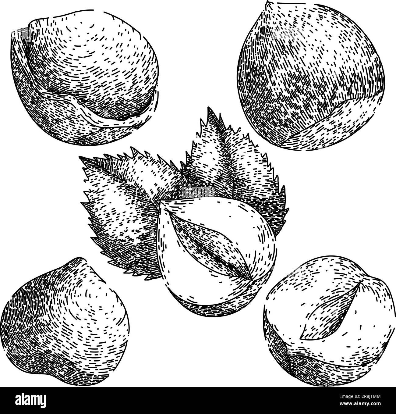hazelnut nut set sketch hand drawn vector Stock Vector Image & Art Alamy