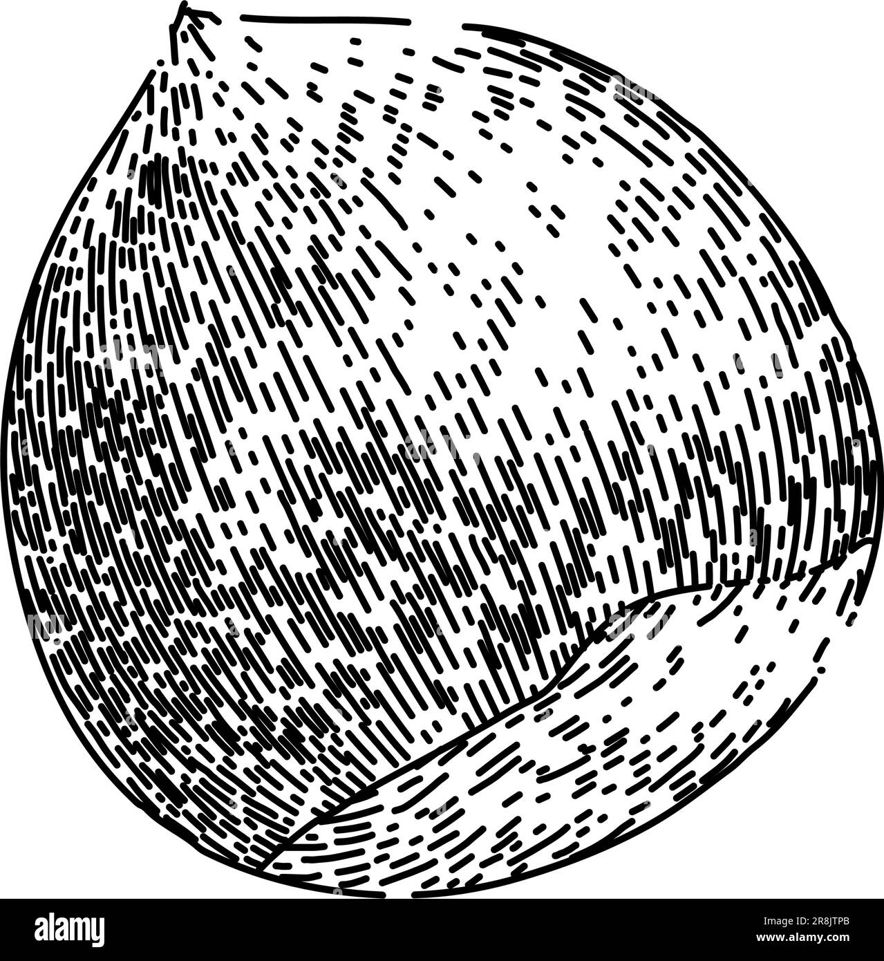 hazelnut nut food sketch hand drawn vector Stock Vector Image & Art Alamy
