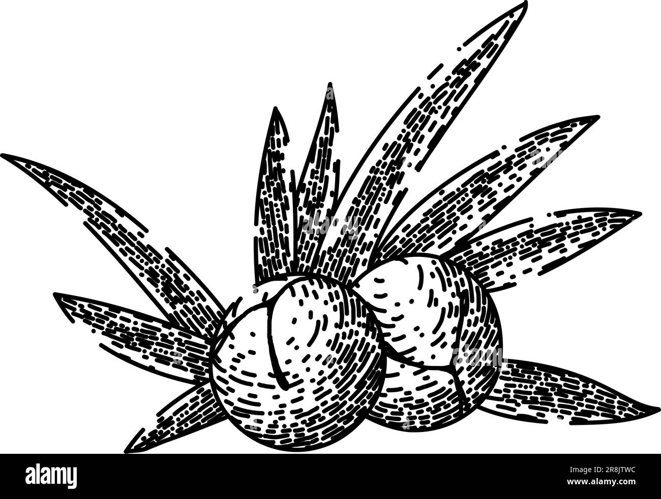 juniper berry plant sketch hand drawn vector Stock Vector Image & Art
