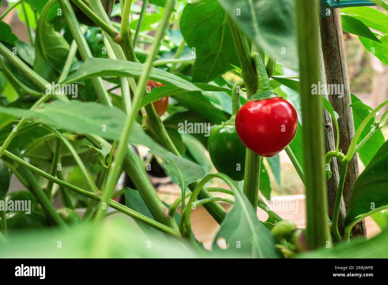 Red bell pepper.Red peppercorns on a green bush in a garden.Mini plants