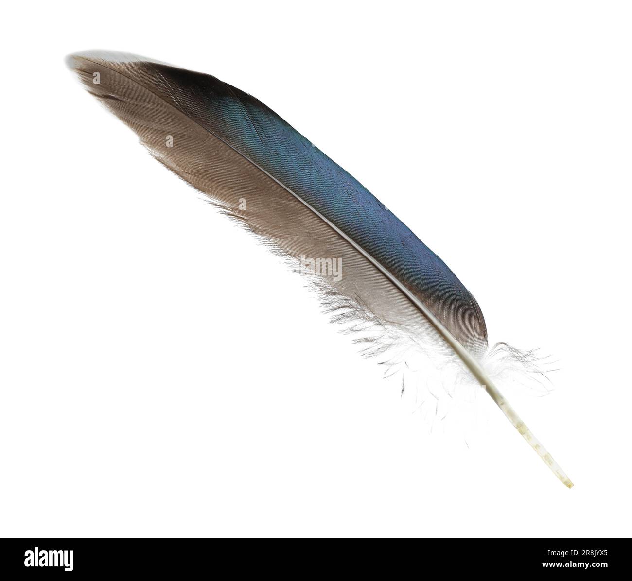 Beautiful grey bird feather isolated on white Stock Photo Alamy