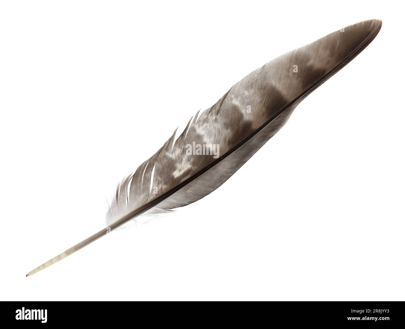 Beautiful grey bird feather isolated on white Stock Photo Alamy
