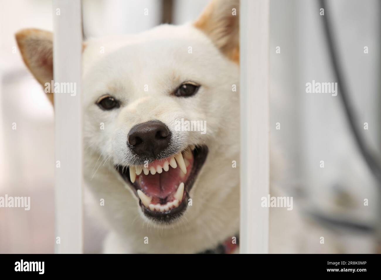 Shiba Inu dog near metal fence outdoors, closeup Stock Photo Alamy