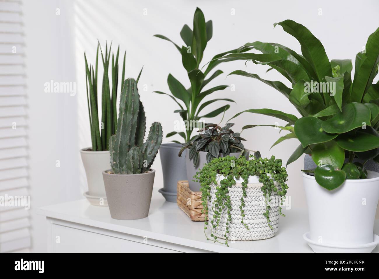 Green houseplants in pots on chest of drawers near white wall Stock ...