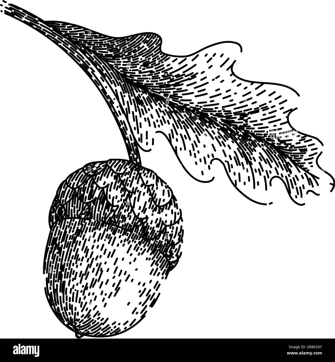 acorn nut green leaf sketch hand drawn vector Stock Vector