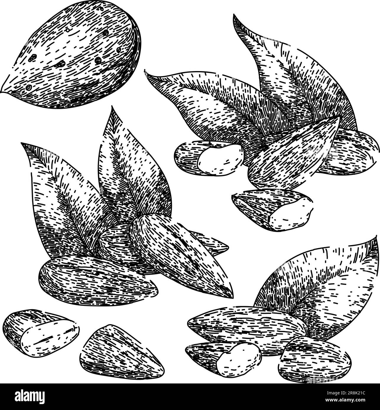 almond nut set sketch hand drawn vector Stock Vector