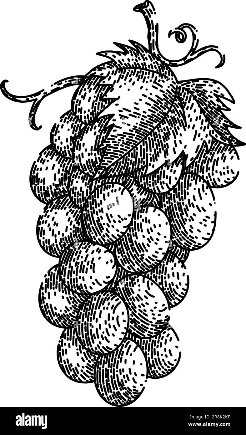grape bunch green sketch hand drawn vector Stock Vector Image & Art - Alamy