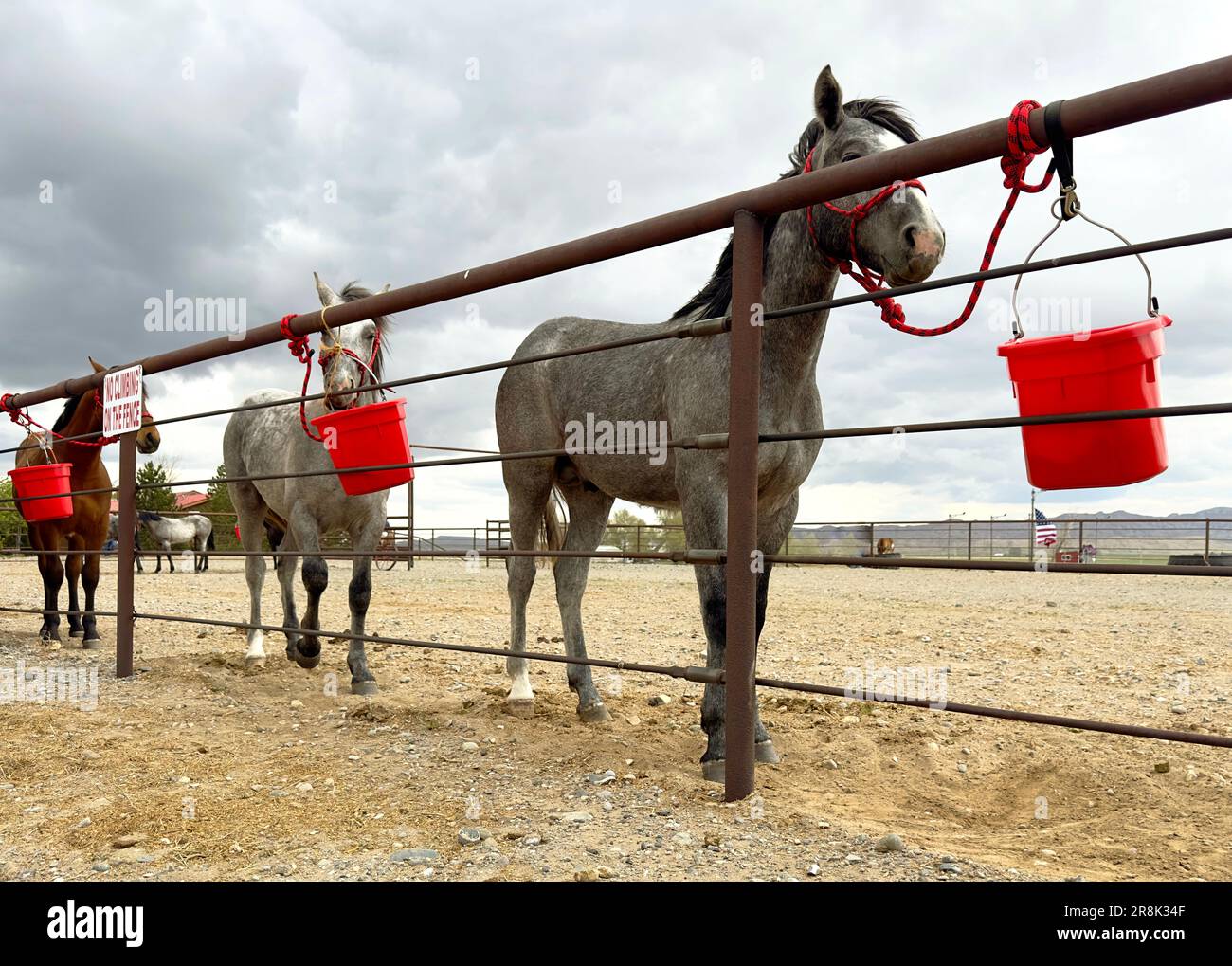 Three horses unsaddled with red feeding buckets tied to the rail fence