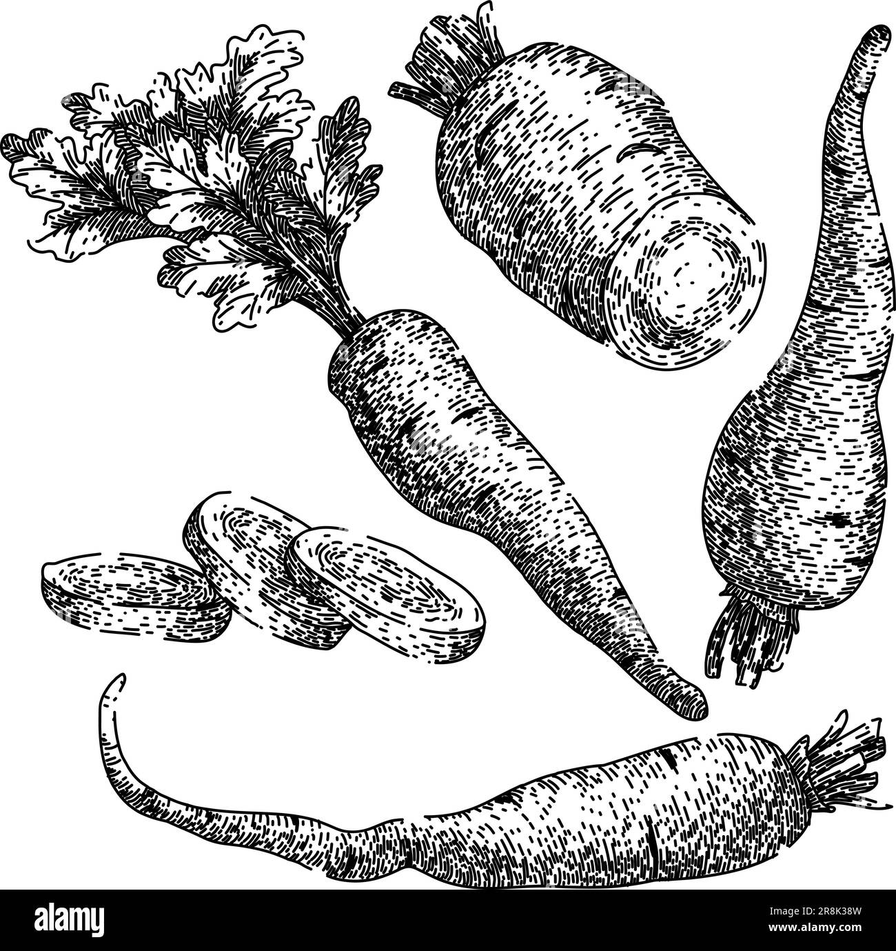 parsnip white root set sketch hand drawn vector Stock Vector Image ...