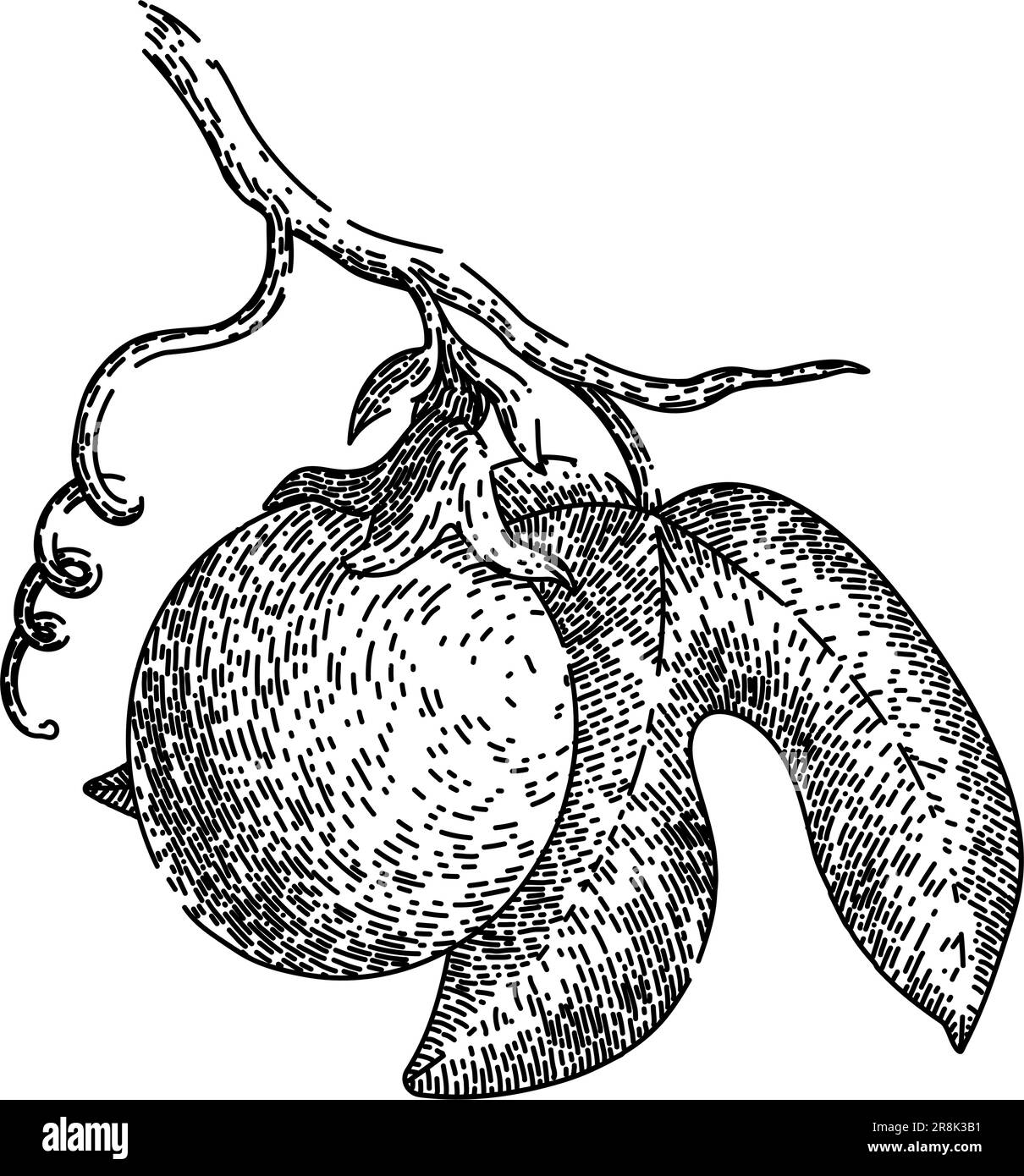 passion fruit maracuya sketch hand drawn vector Stock Vector Image