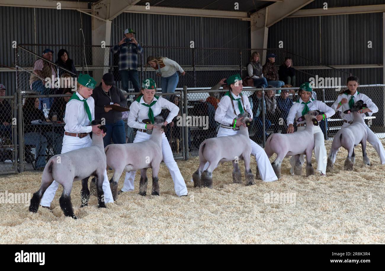 4-H Contestants compete with 'Market' Sheep, Ovis aries, Tehama County Fair, Red Bluff, California. Stock Photo