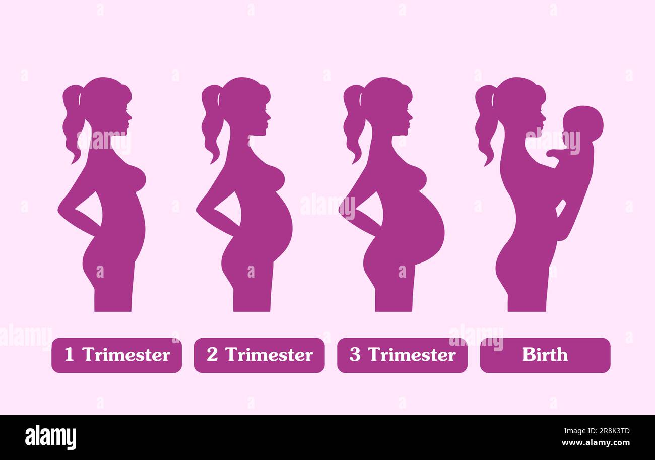 Pregnant woman silhouette, stages of pregnancy Stock Vector Image & Art ...