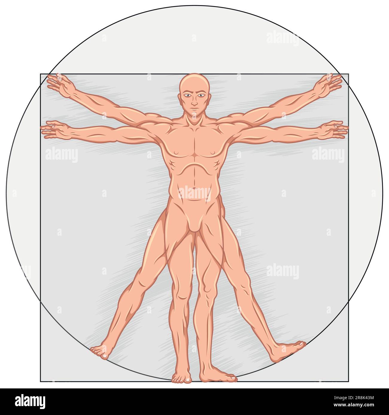 Vector design of cartoon style Vitruvian man, Study of the ideal proportions of the human body, Canon of human proportions Stock Vector