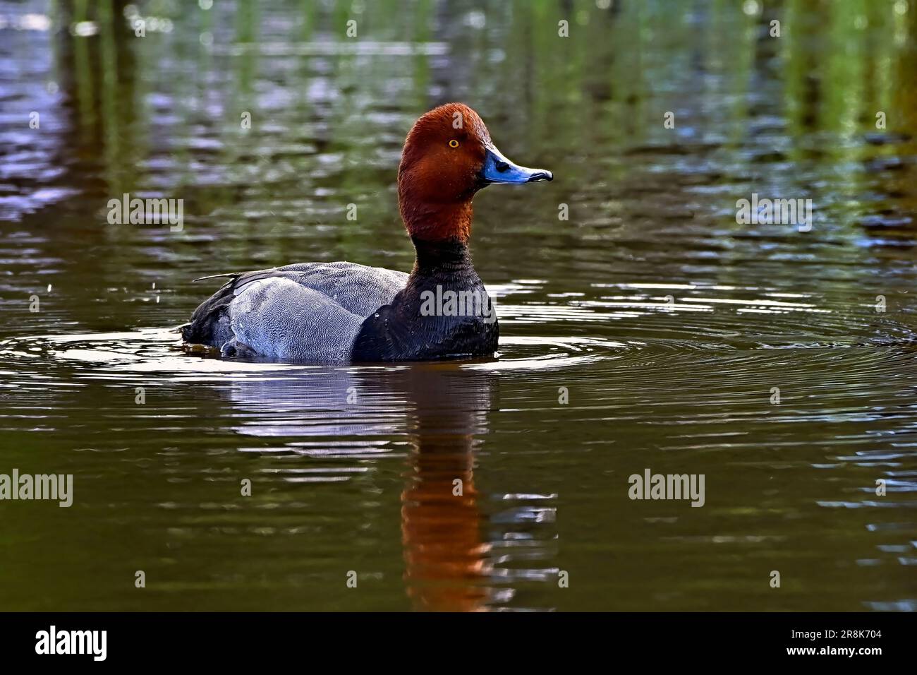 A wild Redhead Duck 'Aythya americana', swimming in a calm water pond in rural Alberta Canada Stock Photo