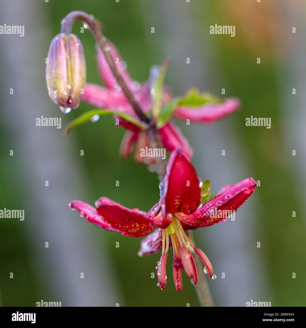 'Manitoba Morning' Martagon lily, Krollilja (Lilium martagon) Stock Photo