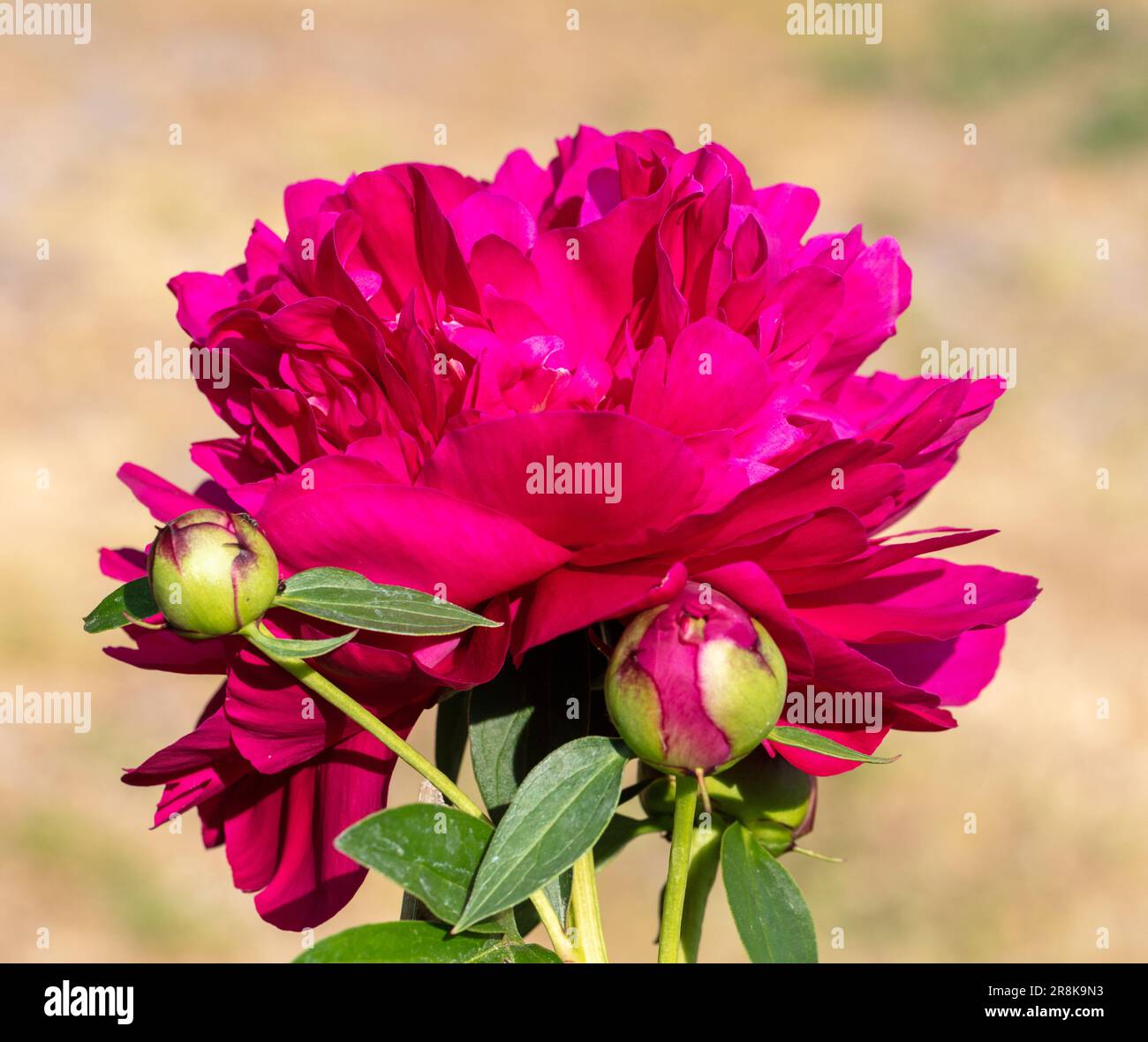 'Black Beauty' Common garden peony, Luktpion (Paeonia lactiflora) Stock Photo