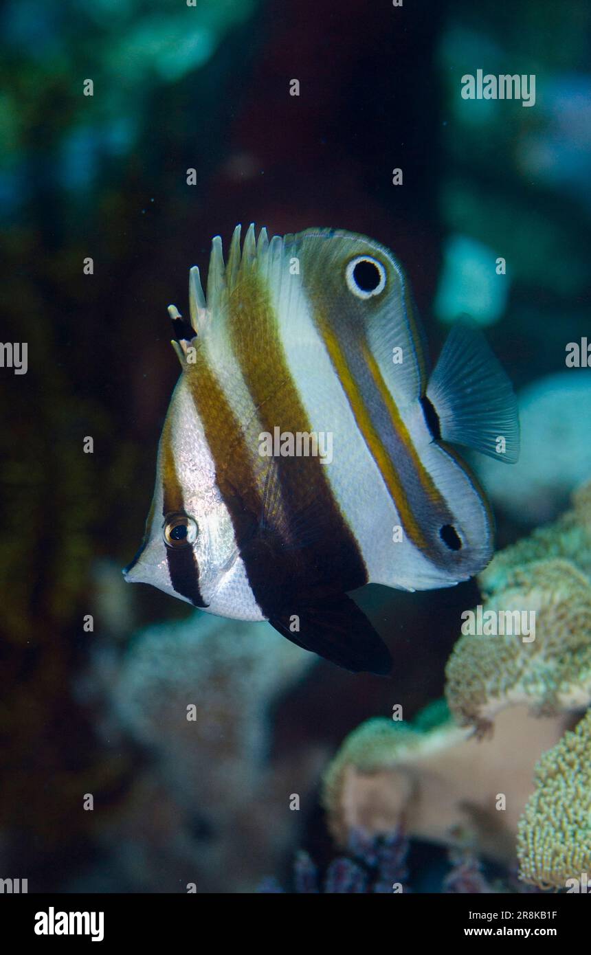 Two-eyed Coralfish, Coradion melanopus, Pulau Molana dive site, near Ambon, Maluku, Indonesia, Banda Sea Stock Photo