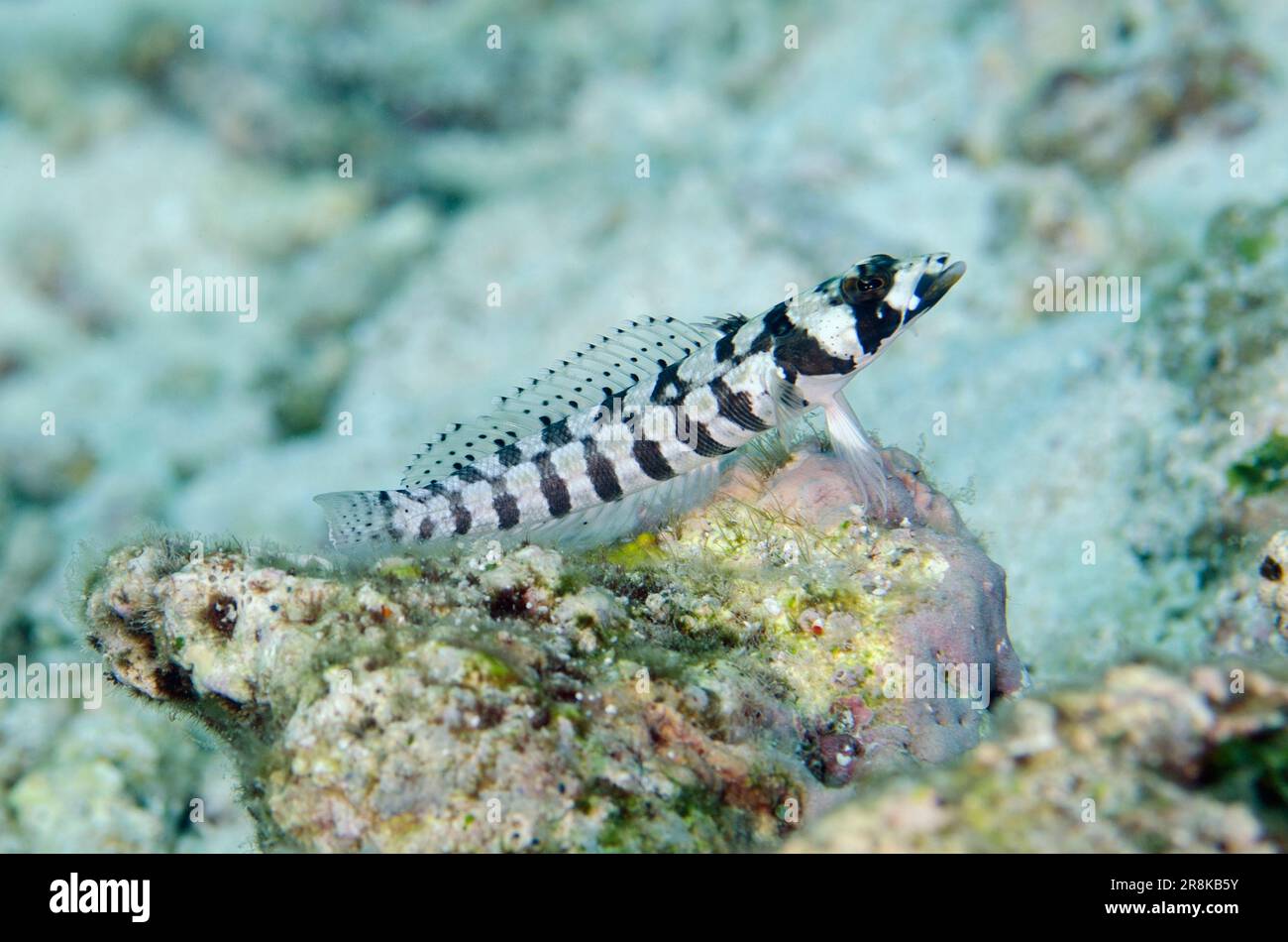Reticulated Sandperch, Parapercis tetracantha, with extended fin, Pulau Molana dive site, near Ambon, Maluku, Indonesia, Banda Sea Stock Photo