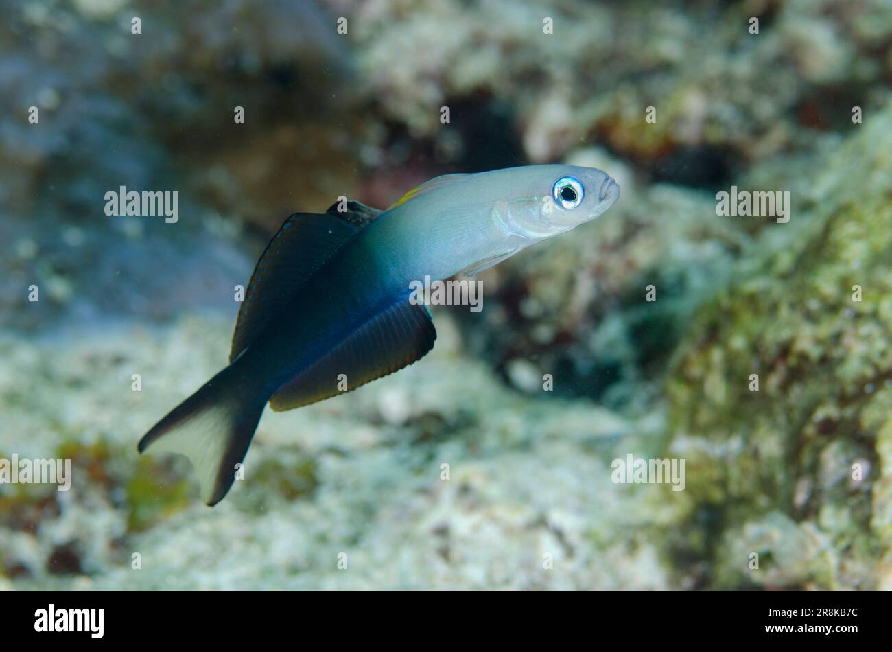Twotone Dartfish, Ptereleotris evides, Pulau Molana dive site, near Ambon, Maluku, Indonesia, Banda Sea Stock Photo