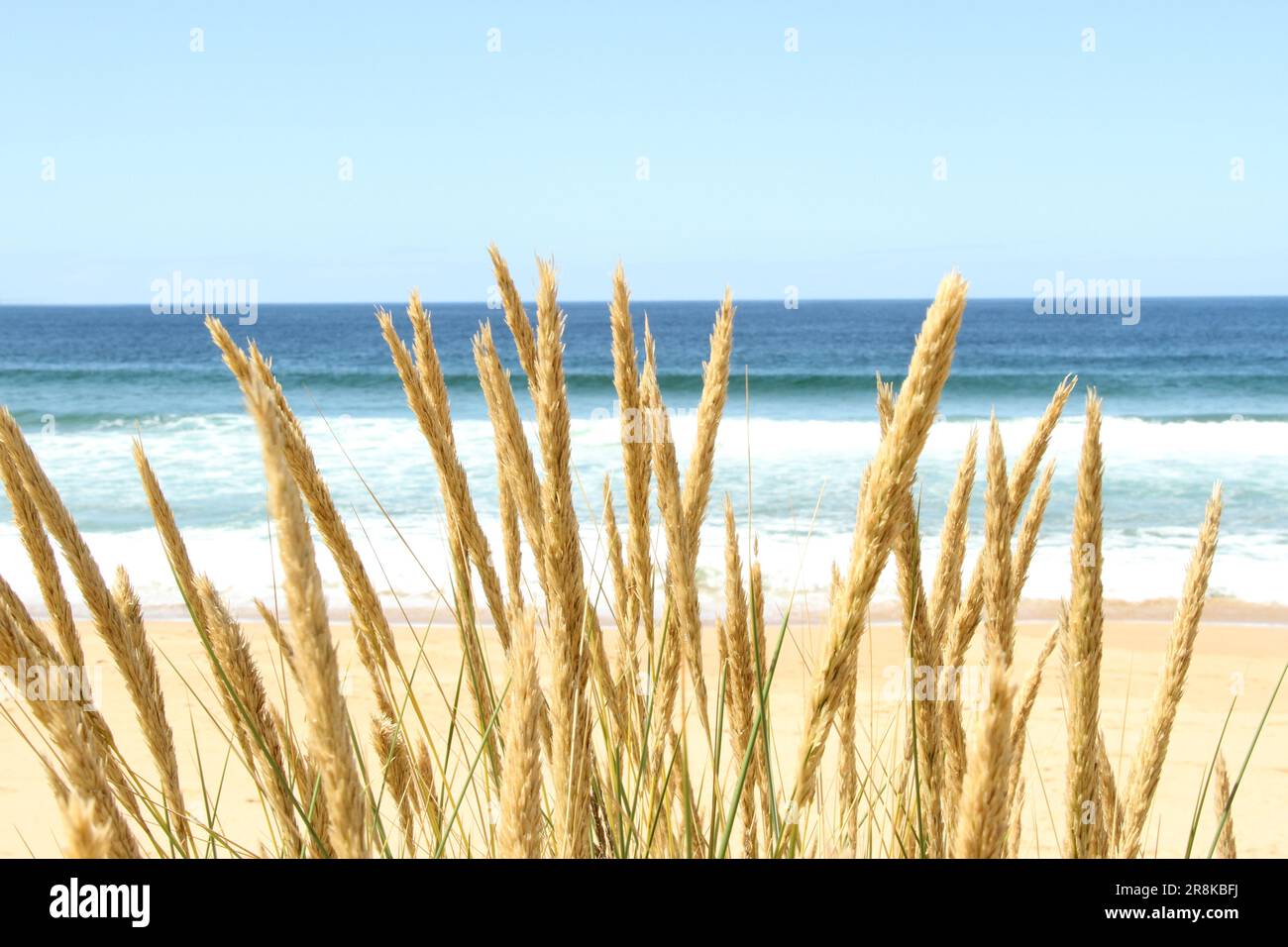 View to beautiful calm deep blue and emerald green ocean beach from coastal sand dunes and grasses. Small surf on a clear, bright sunny day. Stock Photo