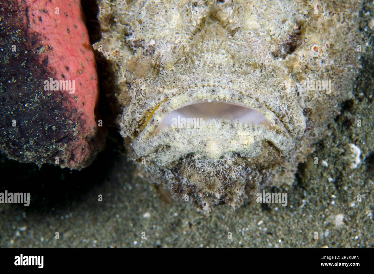 Reef Stonefish, Synanceia verrucosa, next to Pinkfish Sea Cucumber, Holothuria edulis, Laha dive site, Ambon, Maluku, Indonesia, Banda Sea Stock Photo