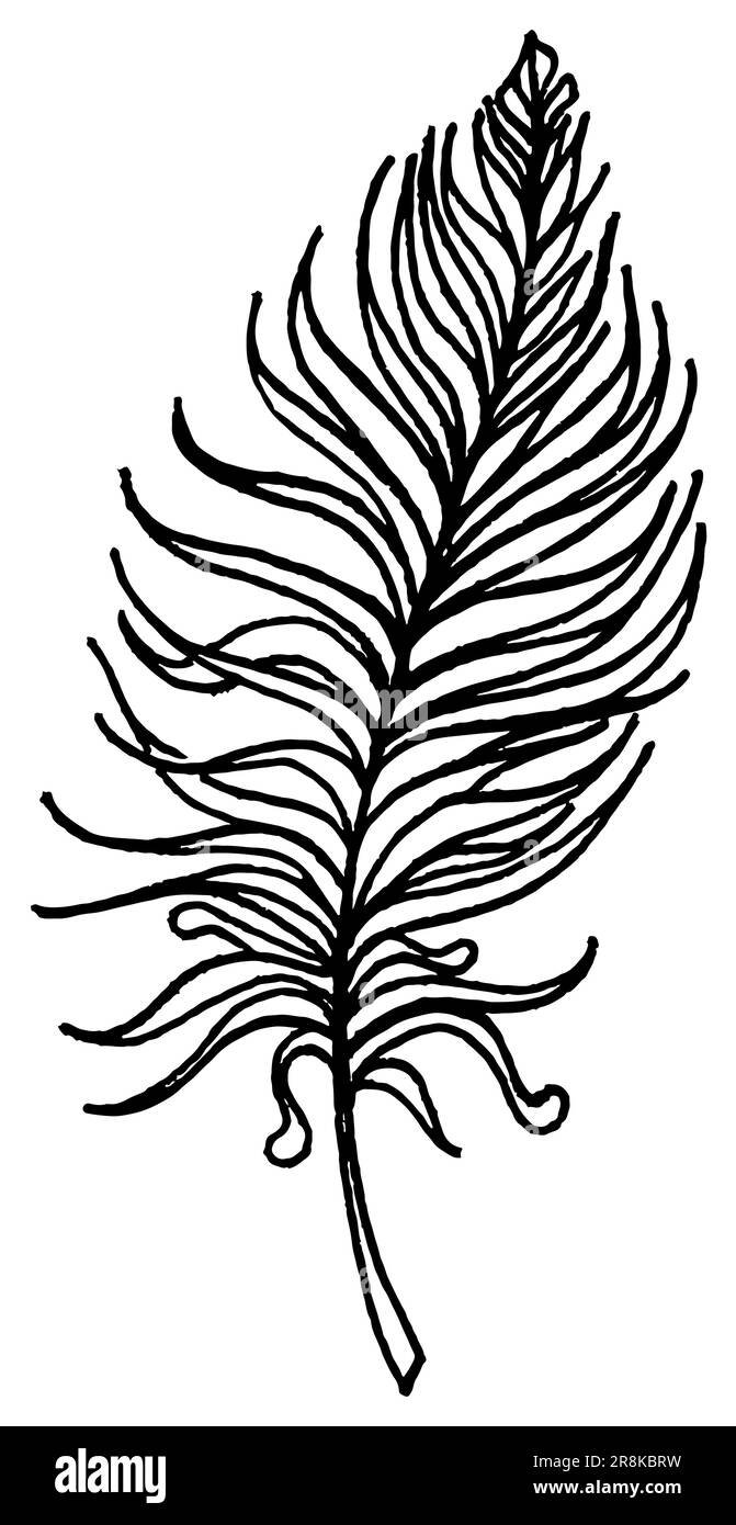 Monochrome black and white bird feather vector sketched art Stock ...