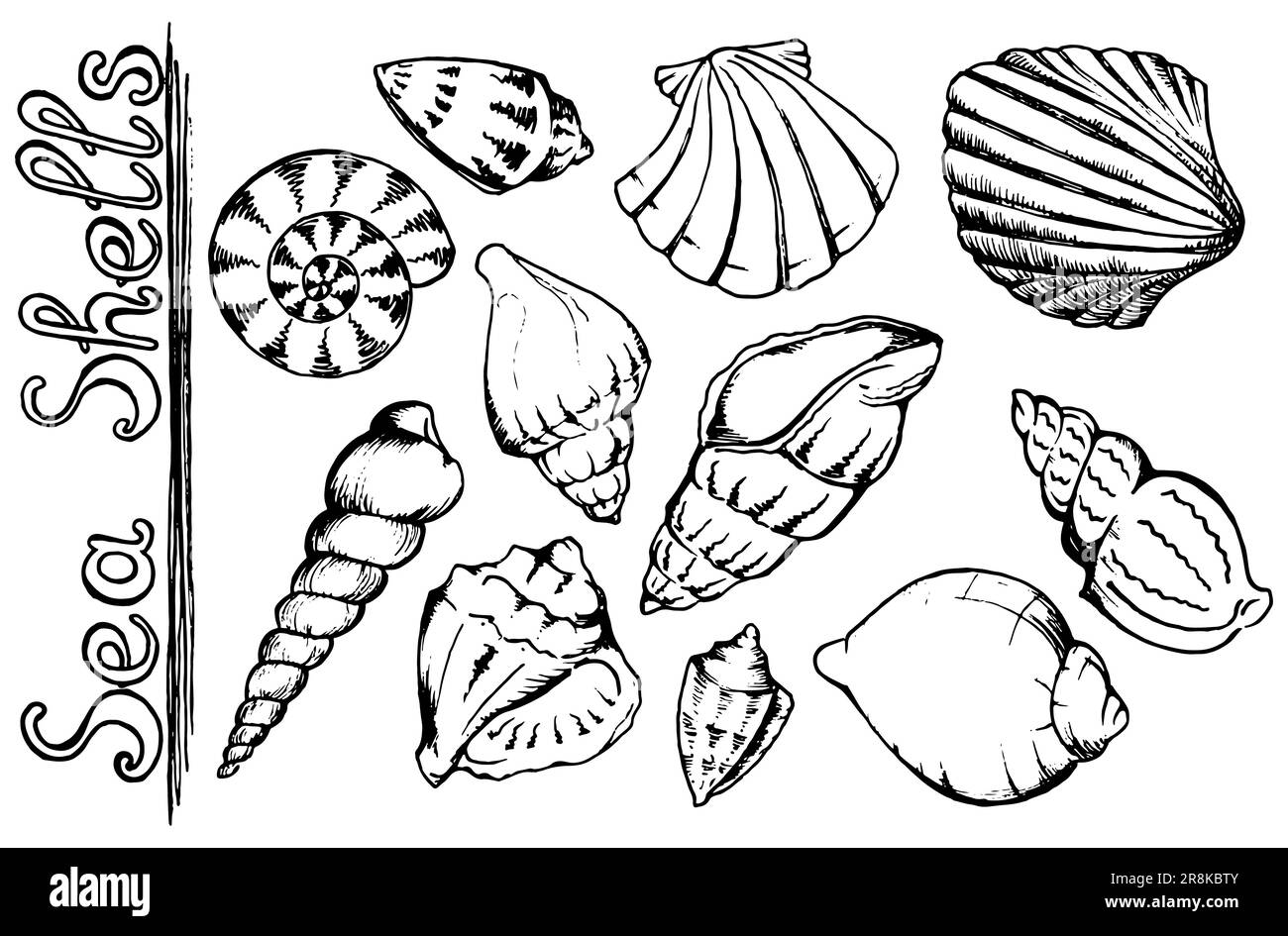 Sea shells monochrome isolated line art set vector Stock Vector Image ...