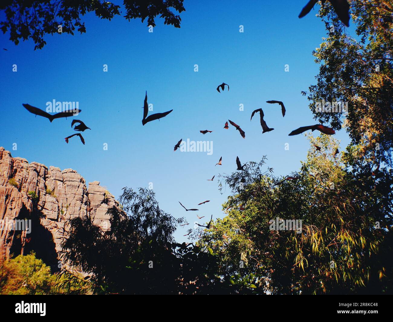 Fruit Bats in Flight, Windjana Gorge, The Kimberley Western Australia Stock Photo