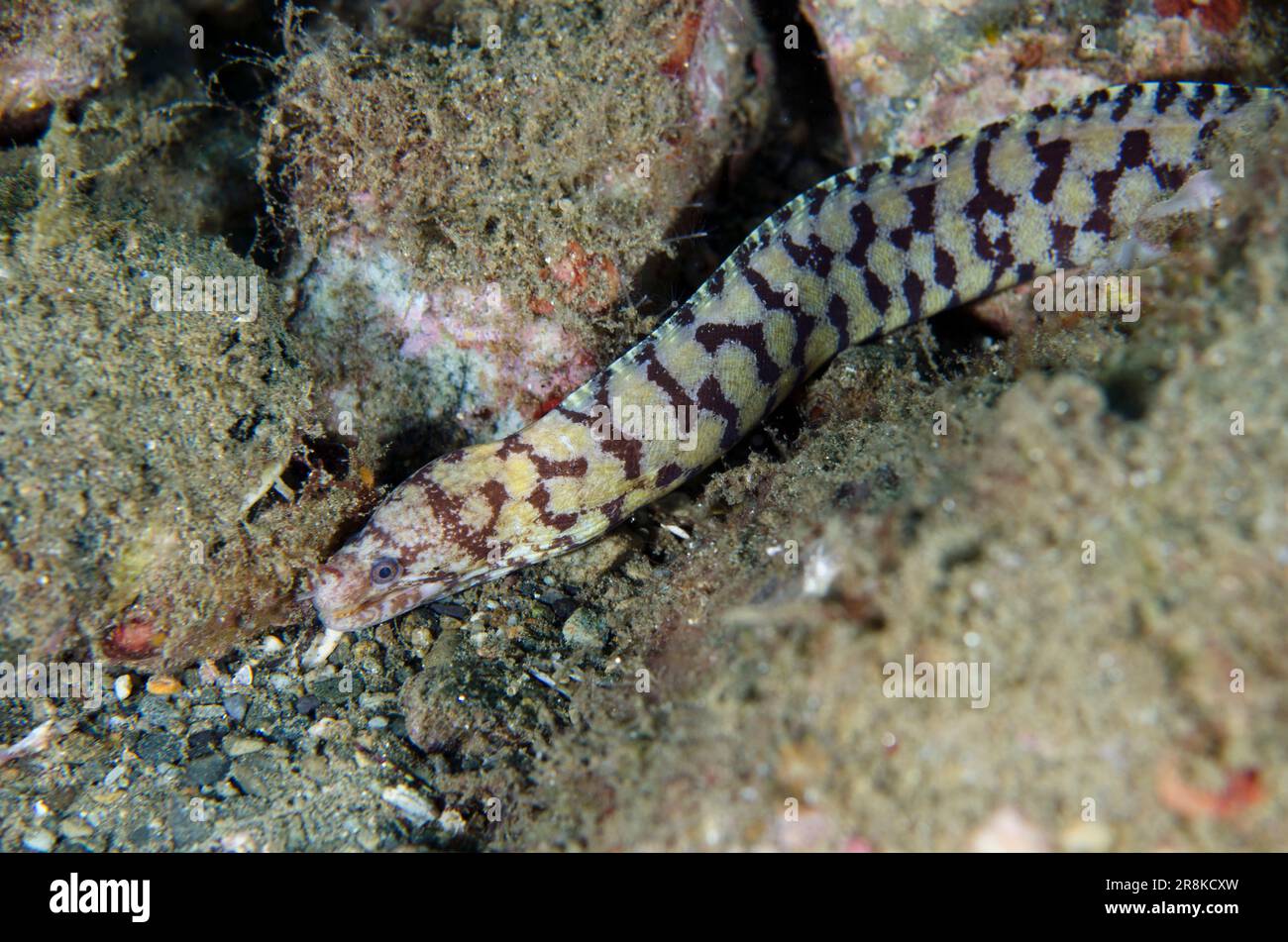 New species (2018) of Moray Eel, Gymnothorax paucivertebralis, Laha dive site, Ambon, Maluku, Indonesia, Banda Sea Stock Photo